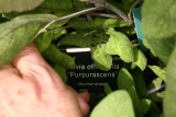 Salvia officinalis 'Purpurascens' RCP6-2013 225.JPG